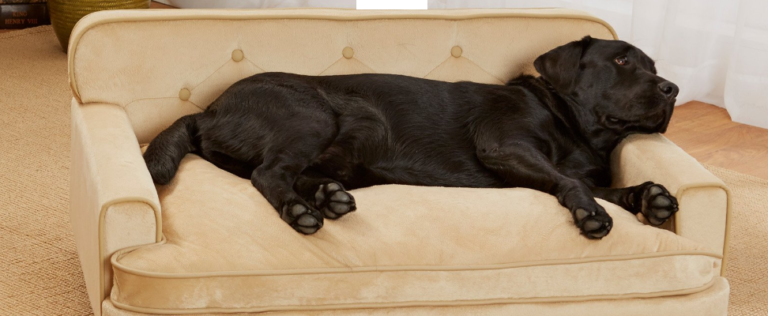 Sofa dog bed