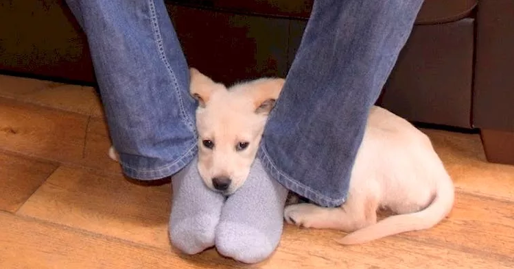 why dogs lay on your feet
