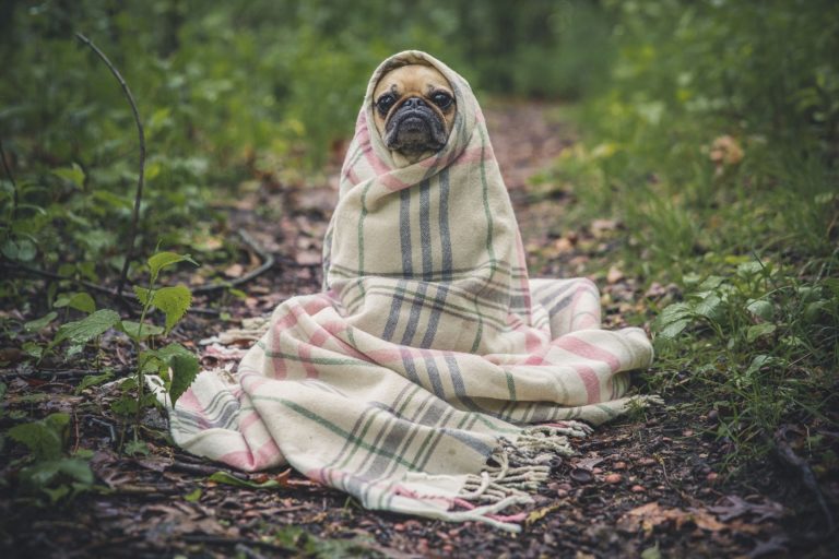 keeping dogs warm outside