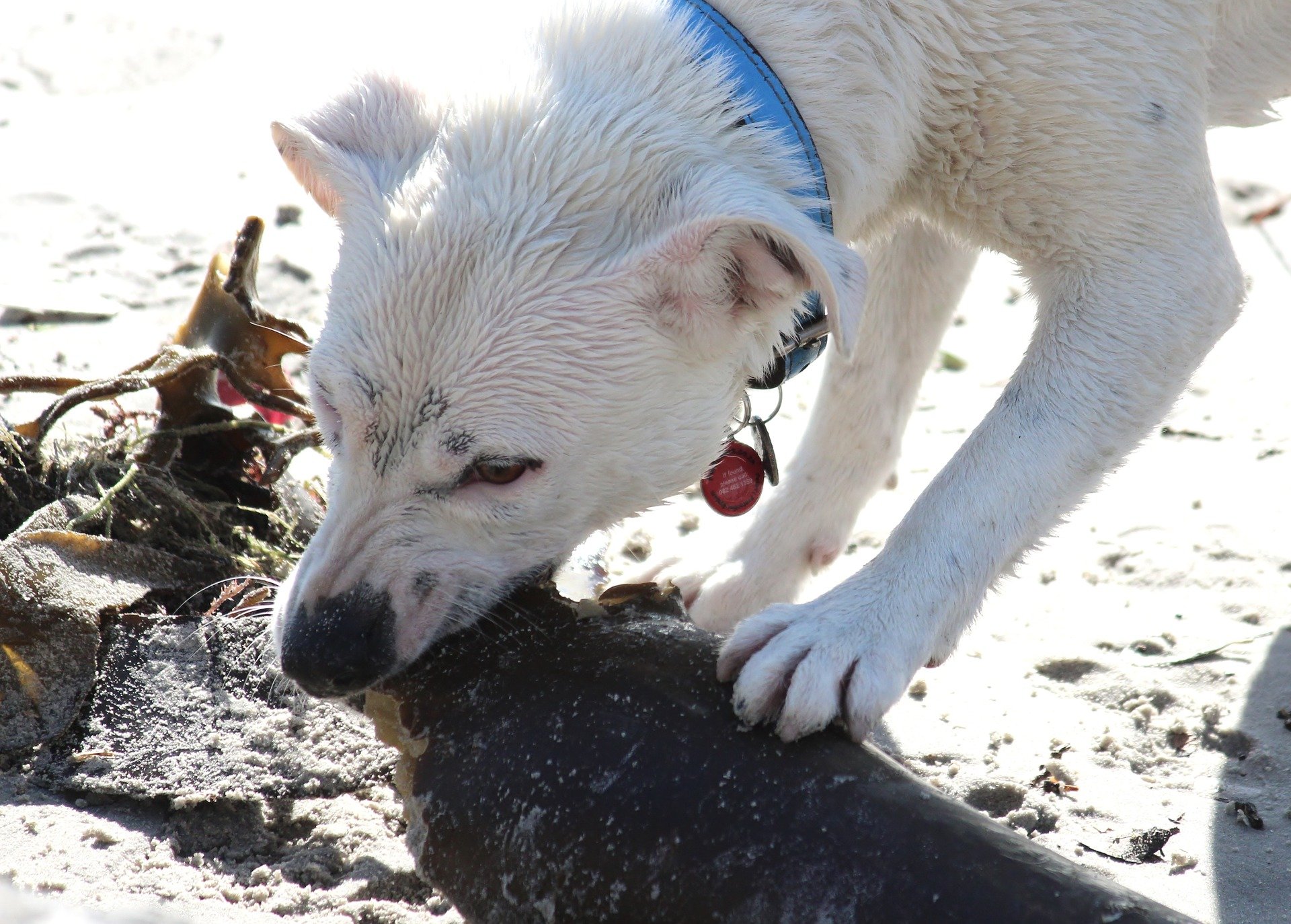 Dog Eating Dirt