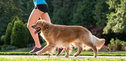 How to Train Your Dog to Run with You