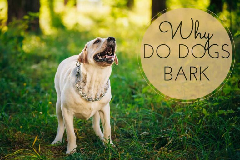 Why Dogs Bark: