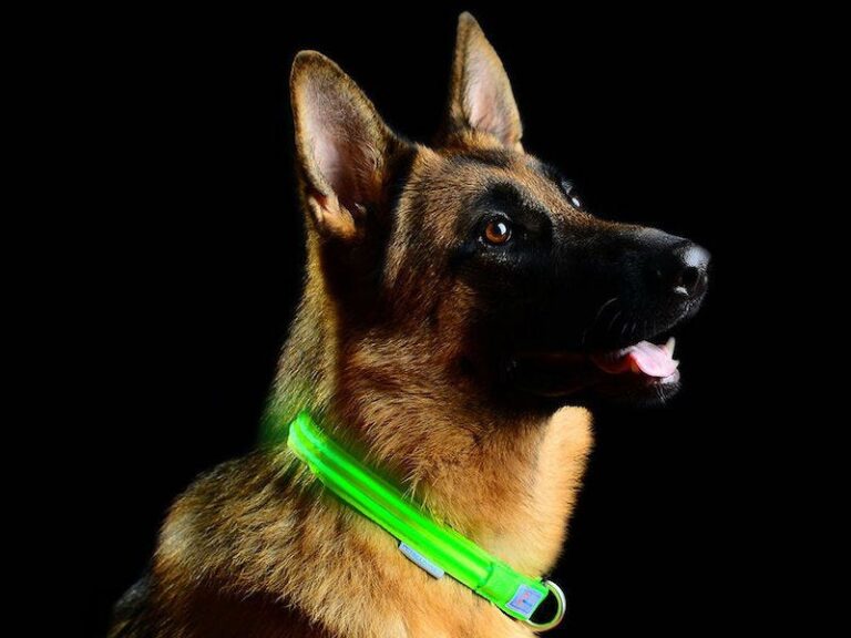 LED dog collars